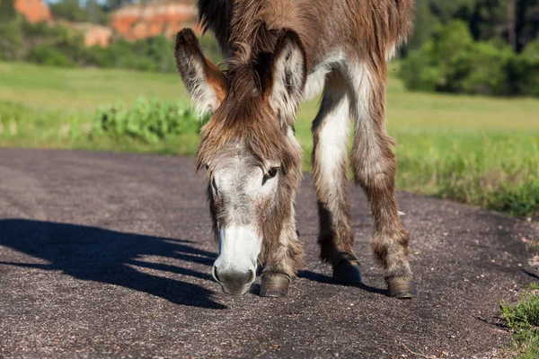 Yaşlı Shaggy Eşek — Stok fotoğraf