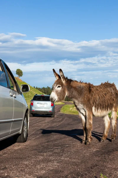 Gamle Shaggy Donkey — Stockfoto