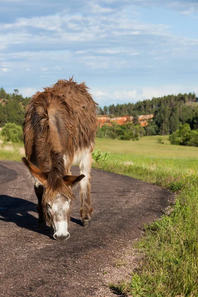 Gamle Shaggy Donkey — Stockfoto