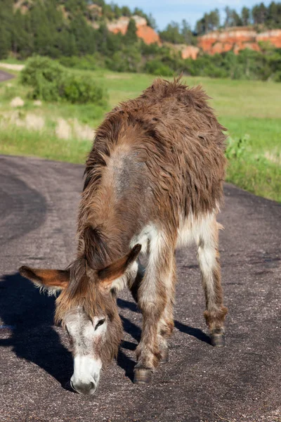 Gamle Shaggy Donkey — Stockfoto