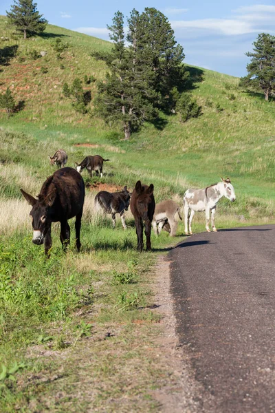 Famille des ânes à côté de la route — Photo