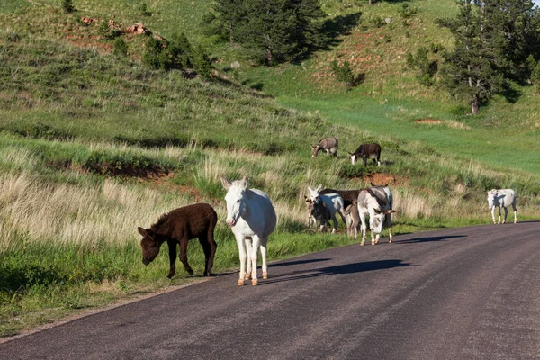 Famille des ânes à côté de la route — Photo