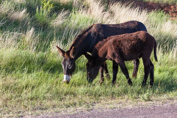 Moeder en baby ezel — Stockfoto