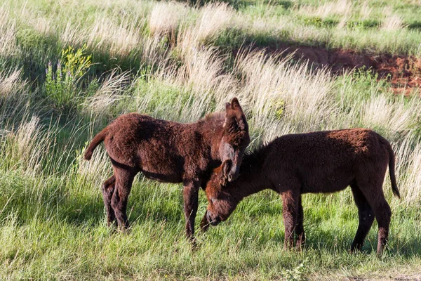 Dois burros jovens — Fotografia de Stock