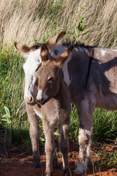 Donkey liefde — Stockfoto