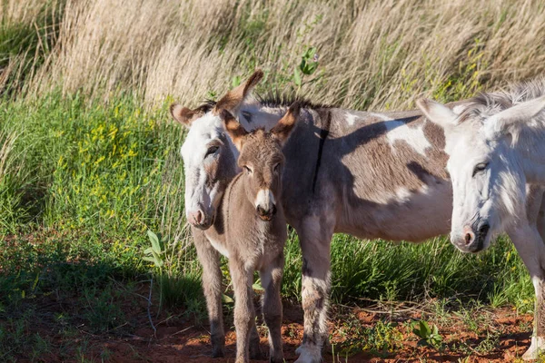 Família de burros — Fotografia de Stock