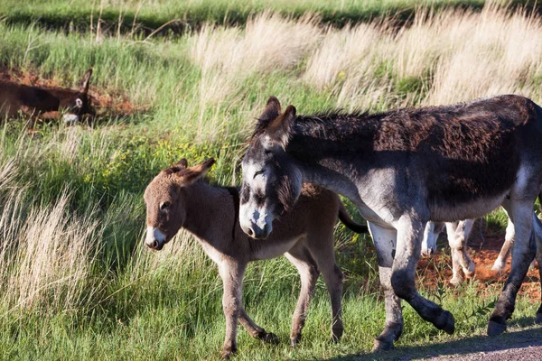 Família de burros — Fotografia de Stock