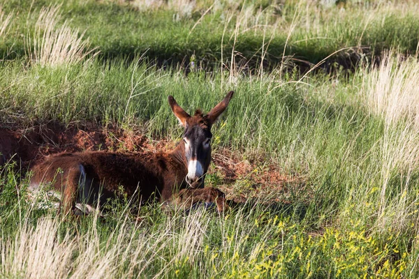 Esel legt sich in den Dreck — Stockfoto