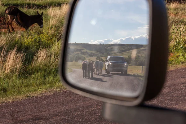 Donkey Reflections