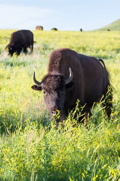 Bisonte en Custer State Park —  Fotos de Stock