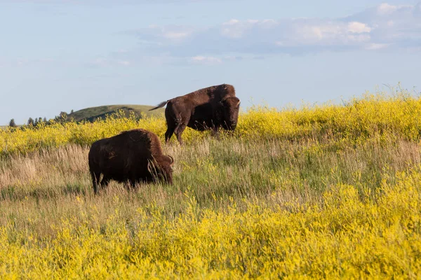 Dois Bison Engrenando — Fotografia de Stock