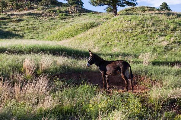 Burro em Custer State Park — Fotografia de Stock