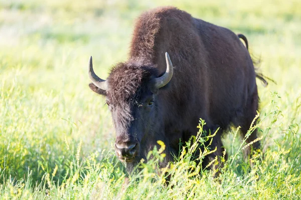 Bizon Custer Eyalet Parkı 'nda — Stok fotoğraf