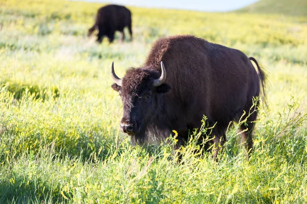 Bisonte en Custer State Park —  Fotos de Stock