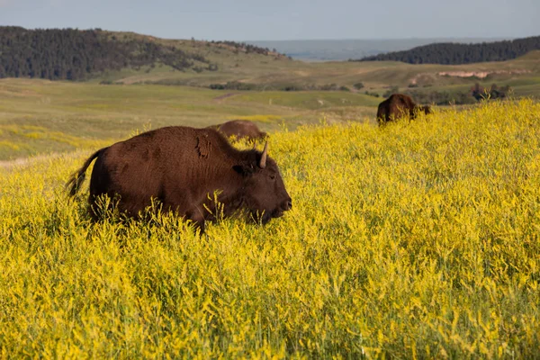 Bison dans le parc d'État de Custer — Photo