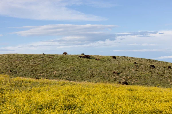 Bizon Custer Eyalet Parkı 'nda — Stok fotoğraf