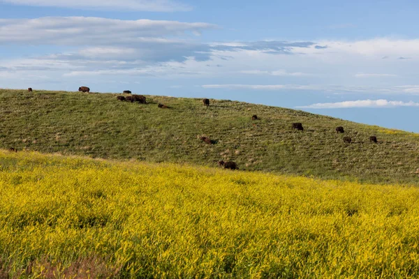 Bison em Custer State Park — Fotografia de Stock