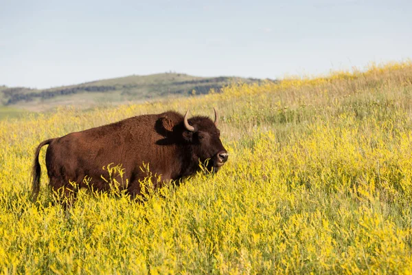 Bison i Custer State Park — Stockfoto