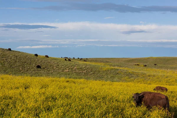 Bison a Custer State Parkban — Stock Fotó