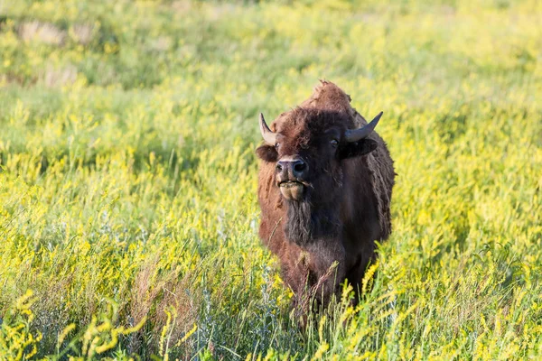 Bisons im Custer State Park — Stockfoto