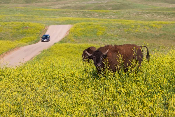 Bison in het Custer State Park — Stockfoto