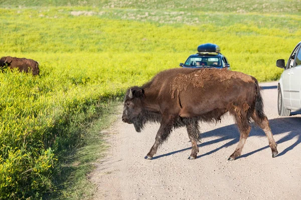 Bison az úton — Stock Fotó