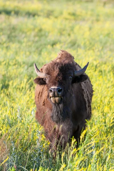 Bisonte en Custer State Park —  Fotos de Stock