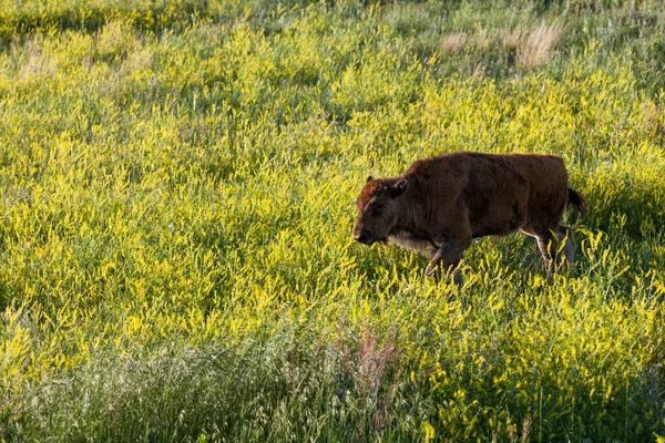 Bambino Bison con fiori di campo — Foto Stock