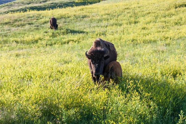 Moeder en baby bison — Stockfoto