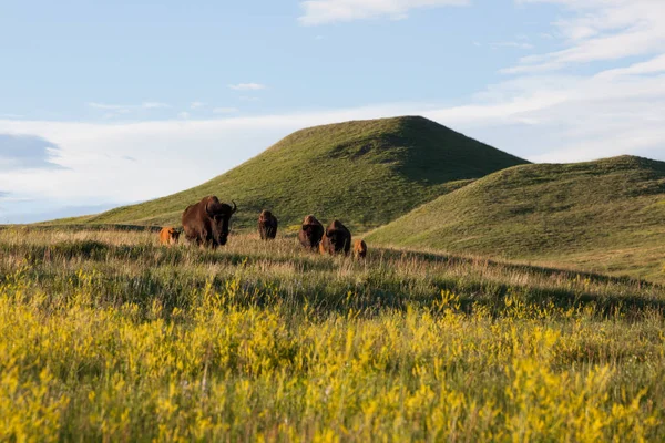 Bisons im Custer State Park — Stockfoto