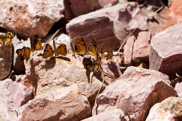 A flutter of Butterflies — Stock Photo, Image