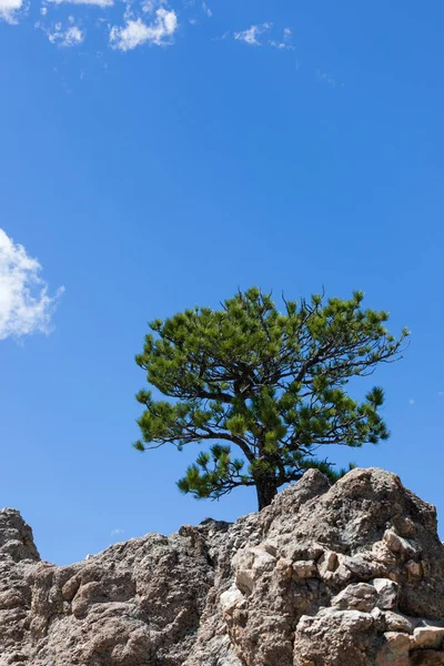 Дерево, растущее на скале — стоковое фото