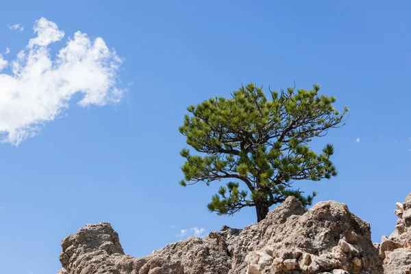 Tree Growing on a Rock — Stock Photo, Image