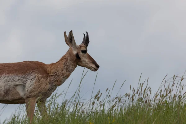 Pronghorn on the Prairie — Stock Photo, Image