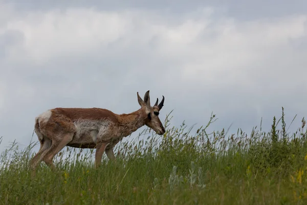 Pronghorn a prérin — Stock Fotó