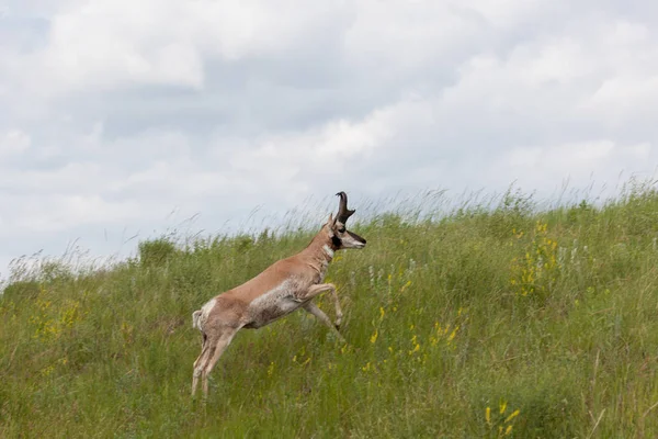 Pronghorn loopt een heuvel op — Stockfoto