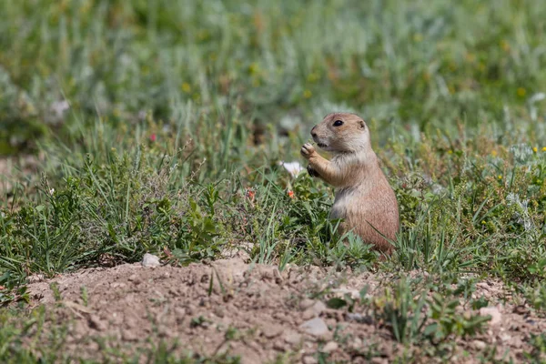 Young Prairie Dog Eating