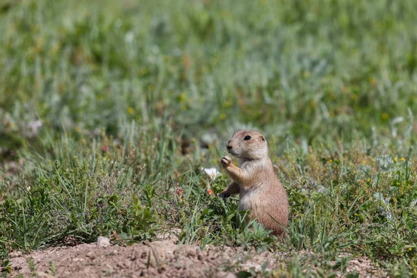 Young Prairie Dog Eating