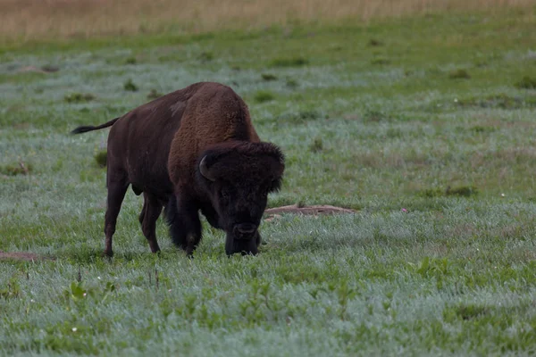 Grande Bison Bull — Fotografia de Stock