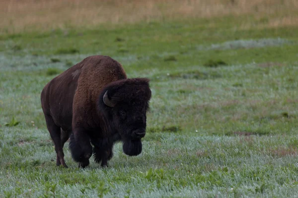 Grande toro di bisonte — Foto Stock