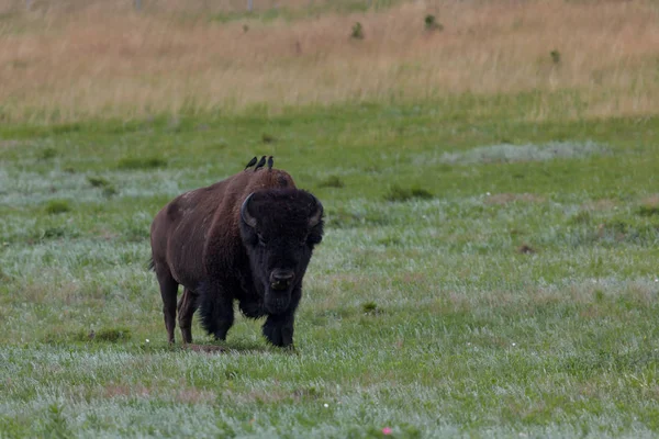 Uccelli su un bisonte — Foto Stock