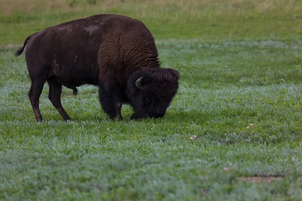 Grazing Bison Bull — 스톡 사진