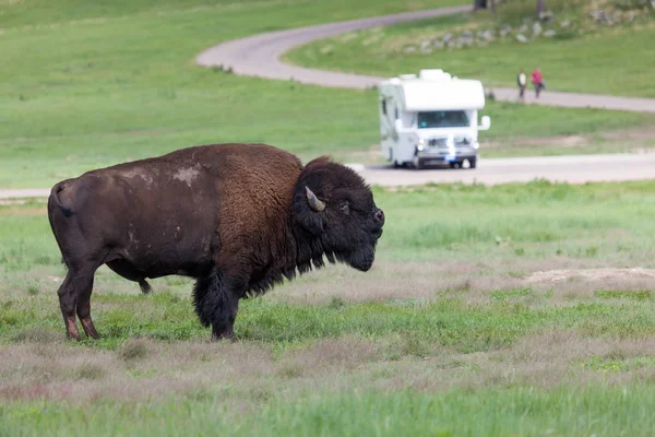Bison Bull in Custer State Park — 스톡 사진