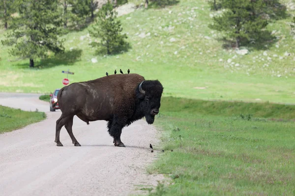Birds on a Bison — Stock Photo, Image