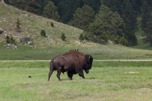 Vogels op een bizon — Stockfoto