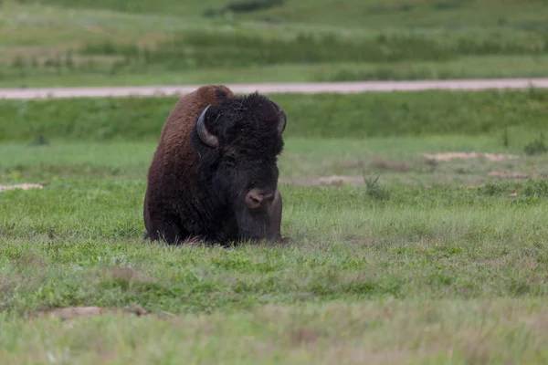 Bisonbulle im Custer State Park — Stockfoto