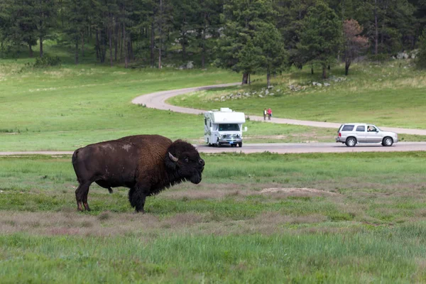 Bison Bull in Custer State Park — Stock Photo, Image
