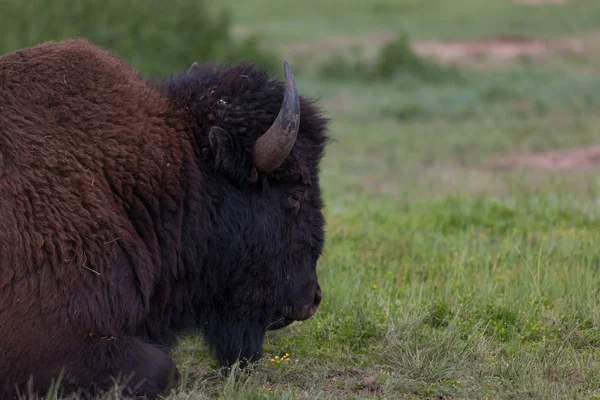 Bisonbulle im Custer State Park — Stockfoto