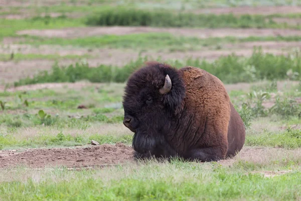 Toro de bisonte en el Parque Estatal Custer — Foto de Stock