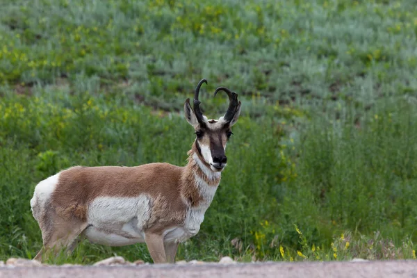 Pronghorn vid en väg — Stockfoto